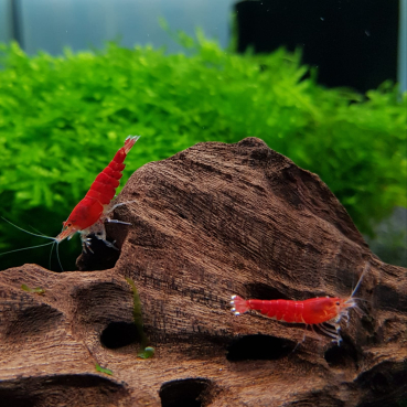 Preview: Pure Red Crystal Garnele